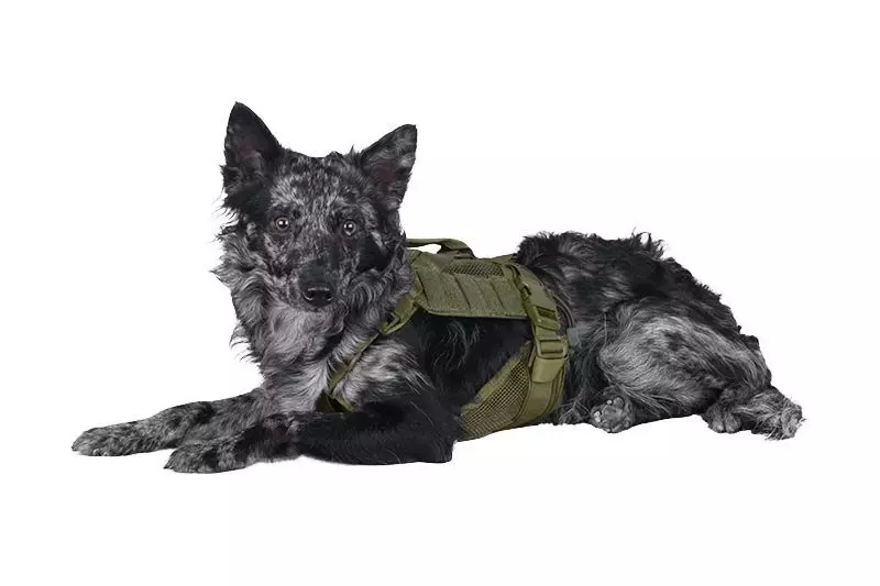 Tactical Dog Harness - Olive Drab