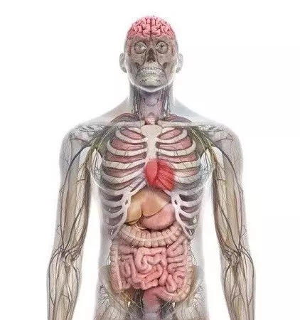 Diana de tiro Pegi18 - 50 piezas