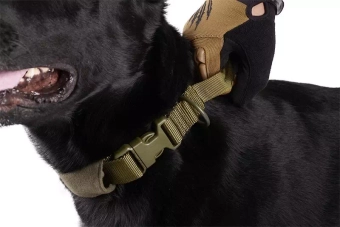 Collier tactique pour chien - vert olive