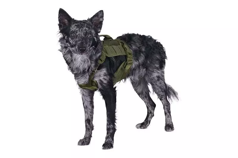 Harnais tactique pour chiens - vert olive